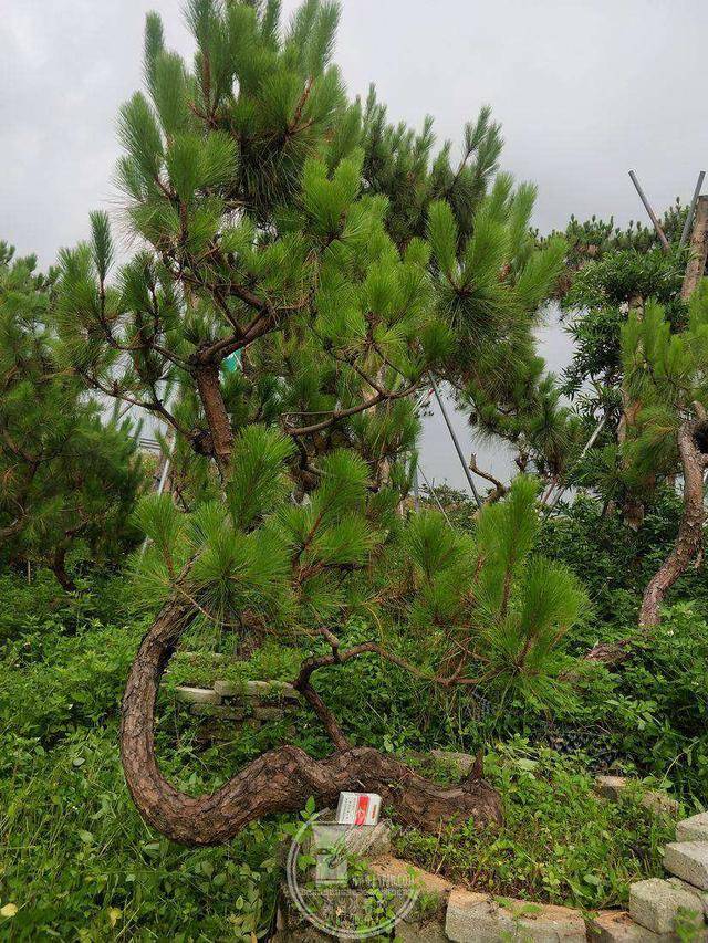 松桩背面树相 这棵山松的优点是根盘靴霸,抓地遒劲,主干从根部出土