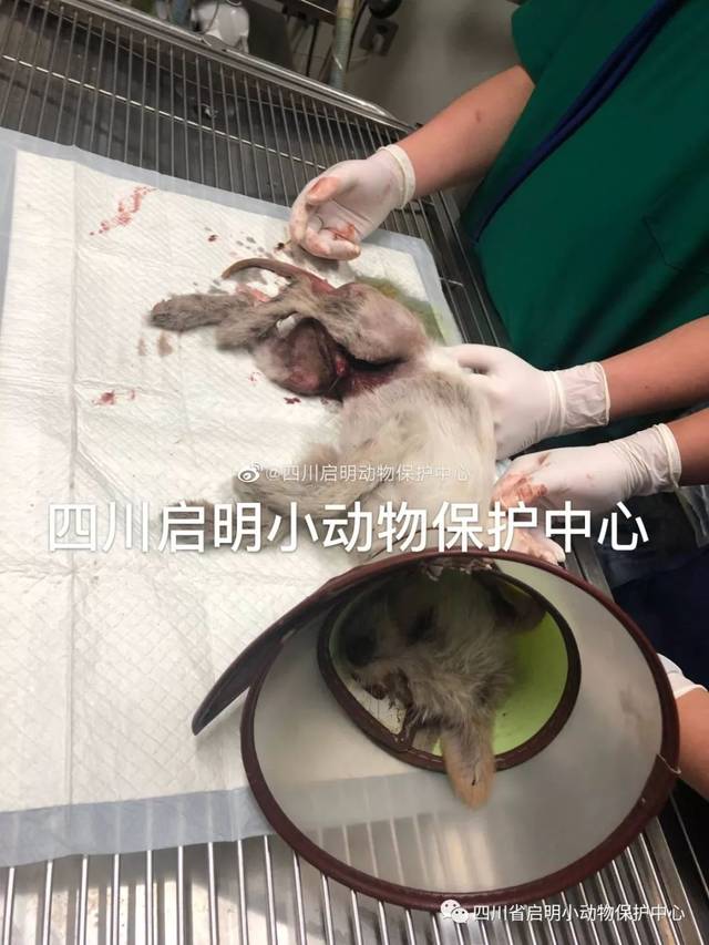 启明救助#刚刚好心人在九眼桥附近发现的脱肛狗狗,发现后好心人联系