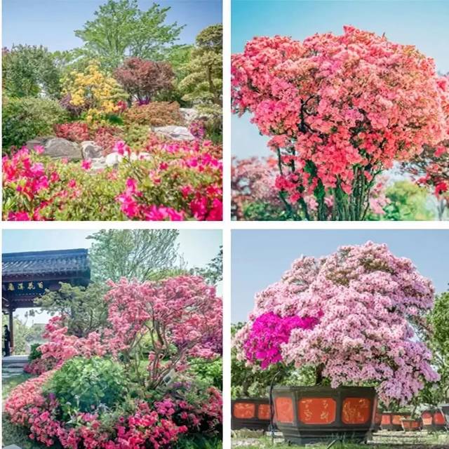 500年杜鹃花双王(单株花开超过3万5千朵) ▽