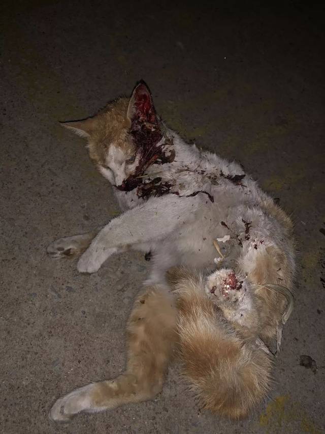 "邻居杀死了我的猫."