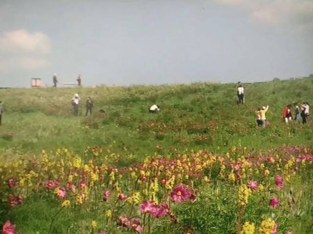 进入夏天,裕民县巴尔鲁克山的山花次第绽放,吸引着各地游客前来赏花.