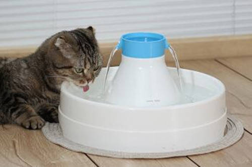 【奇妙の猫咪物语】小猫换环境不拉屎,小猫换