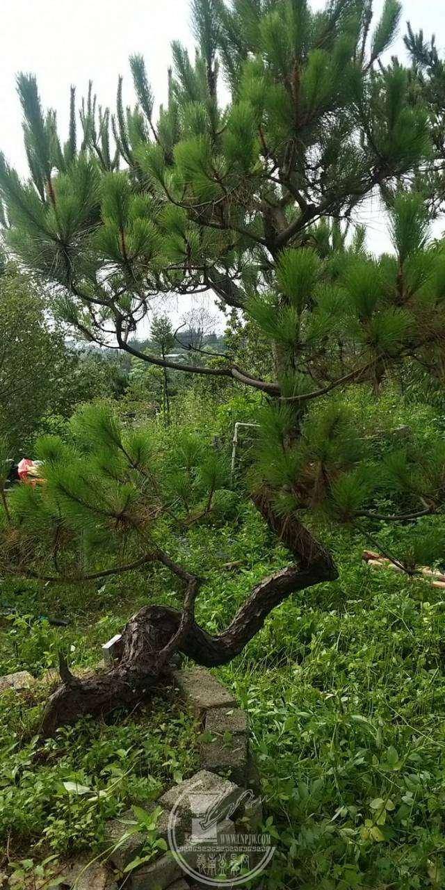 关于松树拿弯造型的经验之谈 ---广西梧州 刘苡铭