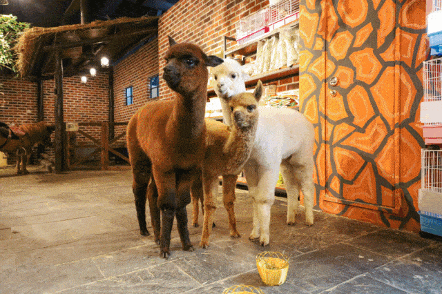 撸龙猫,喂鸟,骑马,听土拨鼠叫还有羊驼,简直就是 移动版的