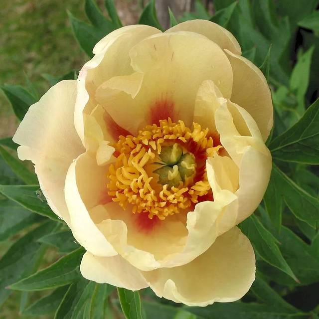 "五月花神"芍药品种图鉴,太惊艳啦!