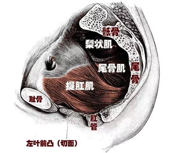 Ella自曝尿失禁,女性生娃还有怎样不为人知的痛