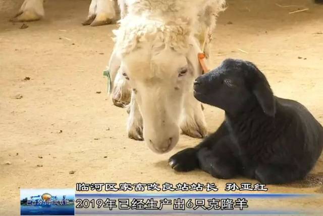 萌!全国首例东弗里生克隆奶绵羊宝宝在巴彦淖尔诞生