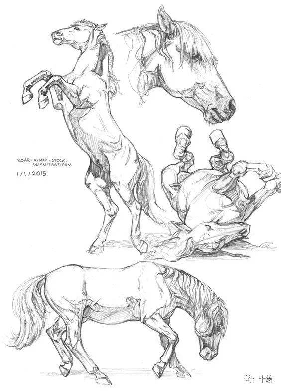 马的身体结构绘画参考,转需!