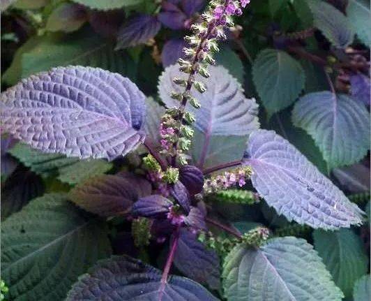 图解中药——紫苏