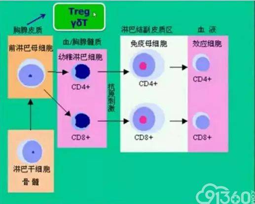 t淋巴细胞增殖衍化过程_手机搜狐网