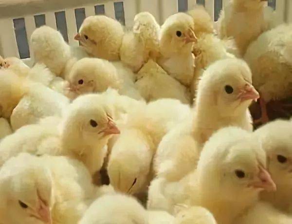 一,鸡苗体重的选择 蛋重的70%约等于孵化出雏鸡的重量,随着种鸡日龄的