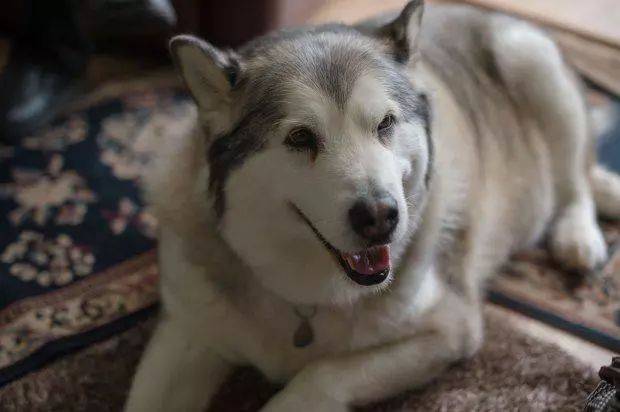 一女子指控阿拉斯加咬人,法官看了下表示:别胡