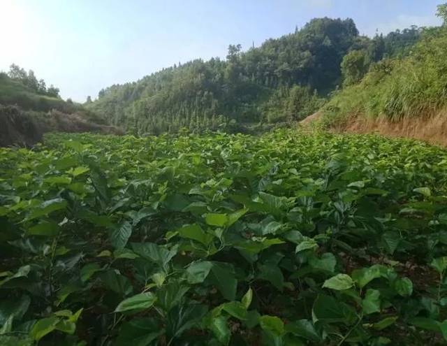 干村村种桑养蚕基地