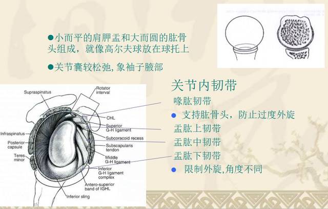 盂肱关节 二 肩关节损伤的几种常见类型 冻结肩 肩峰撞击征 肩袖损伤