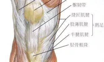 鹅足肌的肌腱分为两层