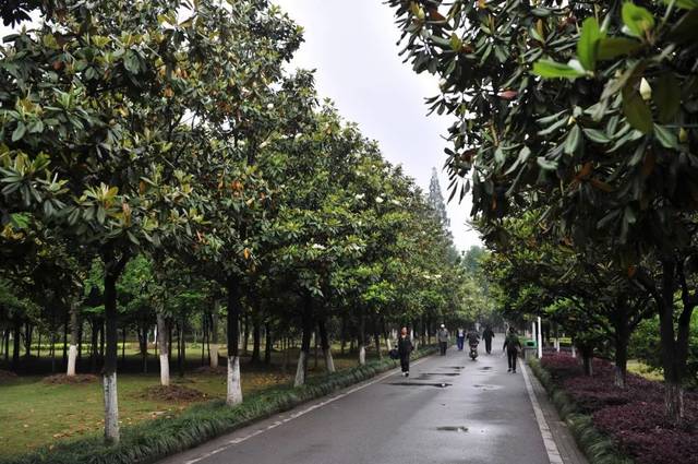 绿化| 武汉十大行道树名单出炉,你觉得哪种最符合光谷