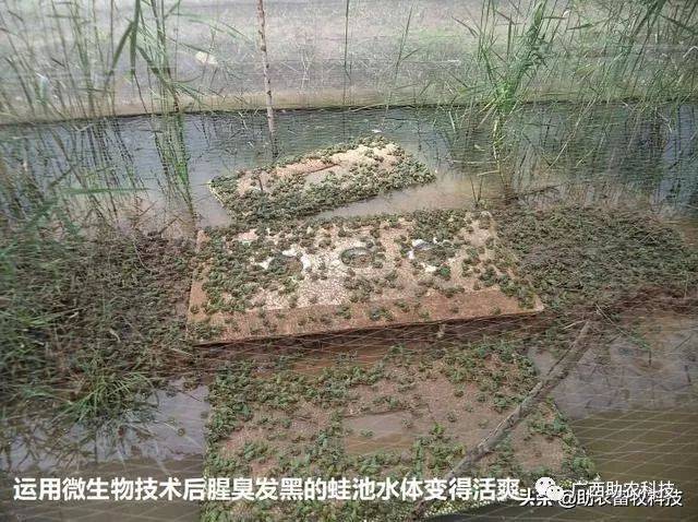 运用微生物技术后腥臭发黑的蛙池水体变得活爽