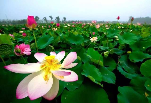 【端午节】 淮安荷花荡 李中水上森林公园 中华麋鹿园