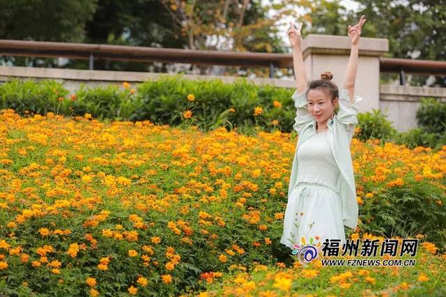 爱上福州城|波斯菊,格桑花……花海公园初夏缤纷