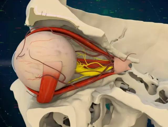 正常人的眼眶解剖图