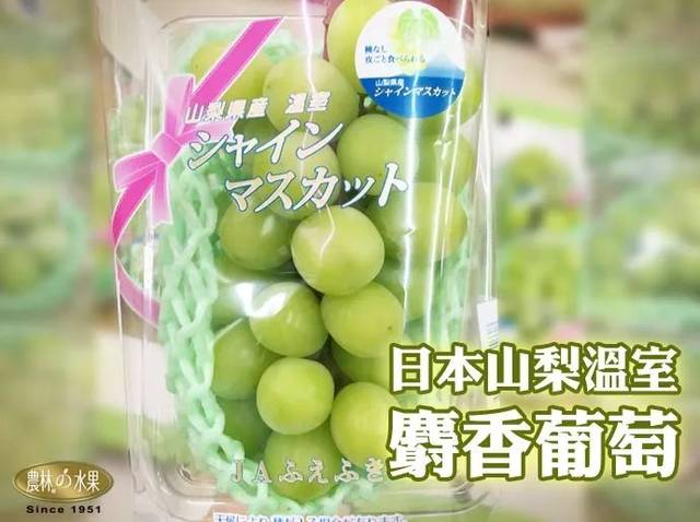 葡萄届的劳斯莱斯-日本山梨"麝香葡萄"