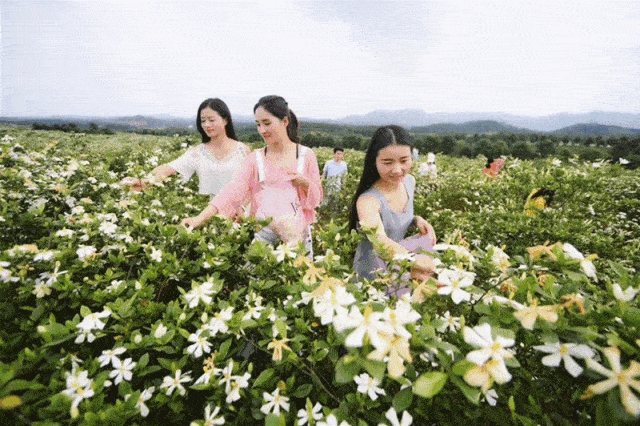 壁纸 成片种植 风景 花 植物 种植基地 桌面 640_426 gif 动态图 动图