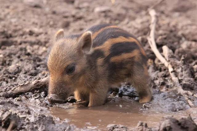 摄影师 warren photography 拍摄的一只野猪宝宝,可爱至极