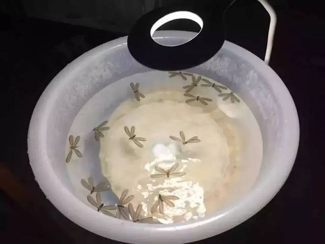 33+℃下开水!珠海高温+暴雨,但5月冷空气杀