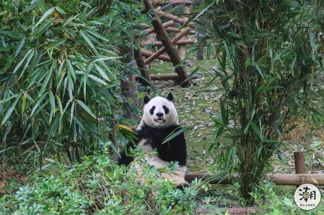 成都大熊猫繁育研究基地