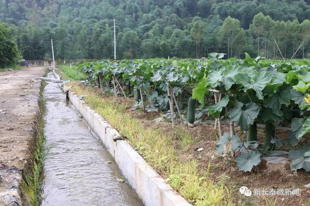 长泰坂里乡:小水渠连接致富路