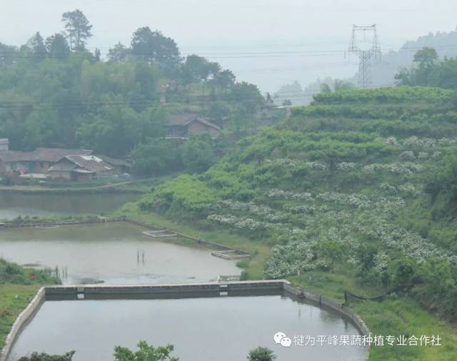 大湾村枇杷基地 路线:犍为→清溪→龙门村→桫椤·恬园 采摘电话:陈