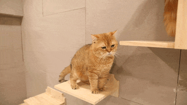 猫咪都有自己的猫咪公寓,休息的时候就在这里放肆睡啦!