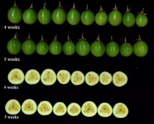 6张图,揭开百香果果实生长的秘密!
