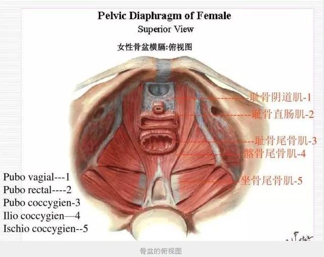 下腹坠胀,如果还没有改善,甚至会出现肛门脱垂,子宫脱垂,膀胱脱垂