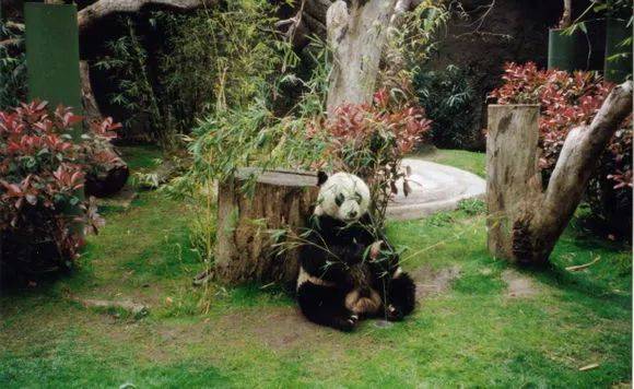 大熊猫石石在圣地亚哥动物园