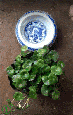 250_393 竖版 竖屏