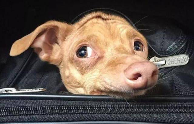 狗狗怕黑并非胆小,只因受幽闭恐惧症影响,调整