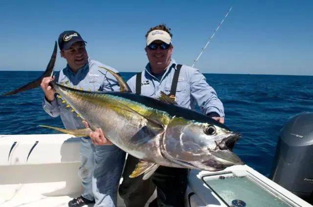 生活环境:温,热带海域 黄鳍金枪鱼 yellowfin tuna (thunnus