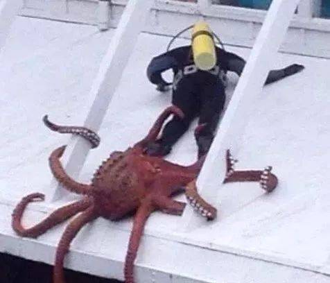 女子直播吃章鱼被反杀!拔不下来了,视频超痛