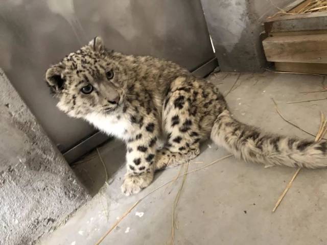 那只被误认成小猫的雪豹,在西藏曲水动物园生活得很好