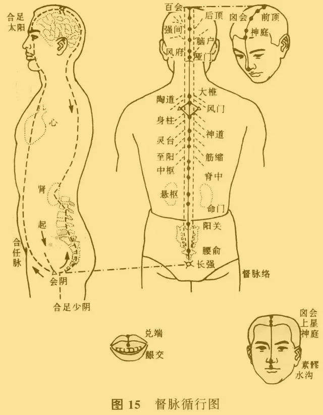 督脉为何又称"阳脉之海"?——漯河市二院中医针灸理疗