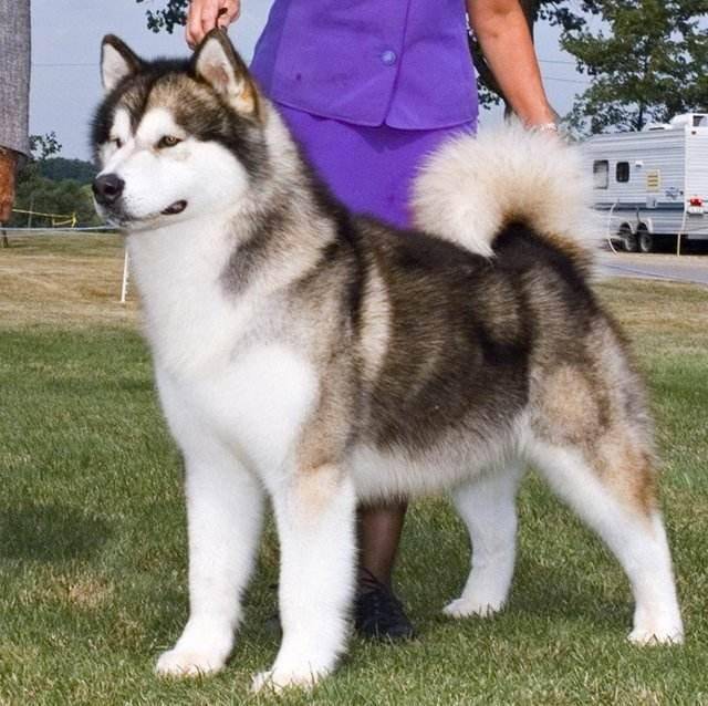 阿拉斯加雪橇犬性格,真正的阿拉斯加雪橇犬