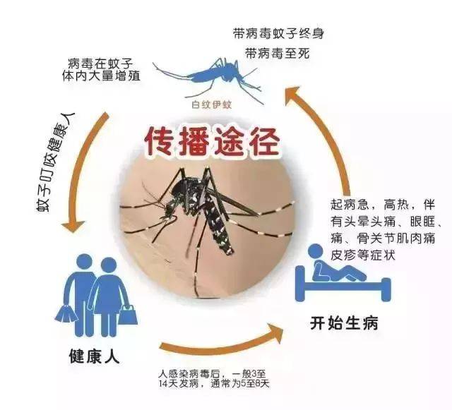 典型的登革热症状 高热,头痛,肌肉关节痛,皮疹和出血等