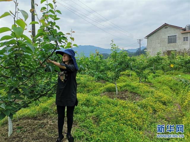 浏阳市张坊镇田溪村村民在打理自家果园(5月9日摄.