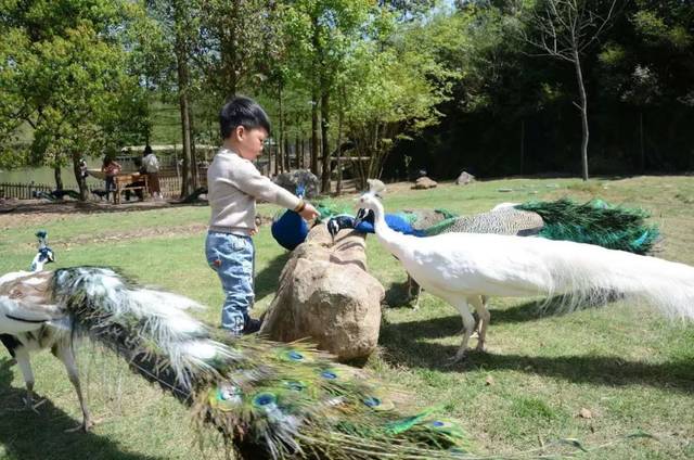 夏天来啦,孔雀来啦,恐龙也来啦,花又开了!枫林花海摆好姿势等你来!