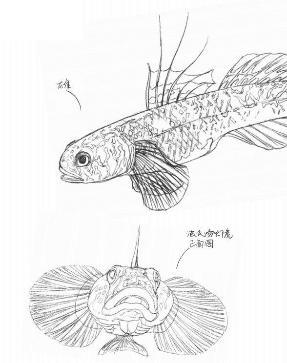 青鳉/鳑鲏/爬鳅/虾虎/下鱵 这些小鱼生活在山川溪流,江河