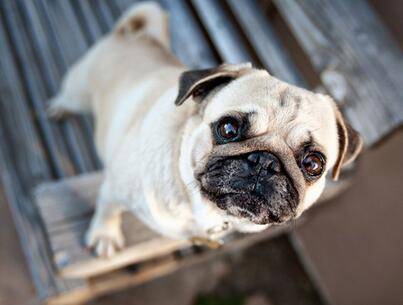 巴哥犬为什么那么臭?都是这五个地方在作怪!