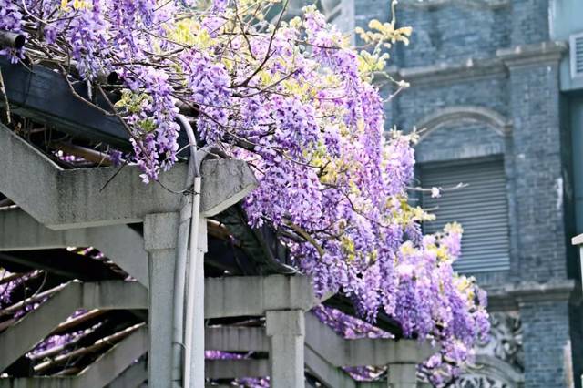 一起来祈祷,愿中山公园的千年紫藤来年再开花!