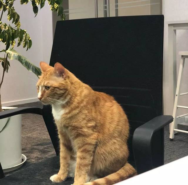 猫咪压力评分完全解读看看你家主子是否需要减压