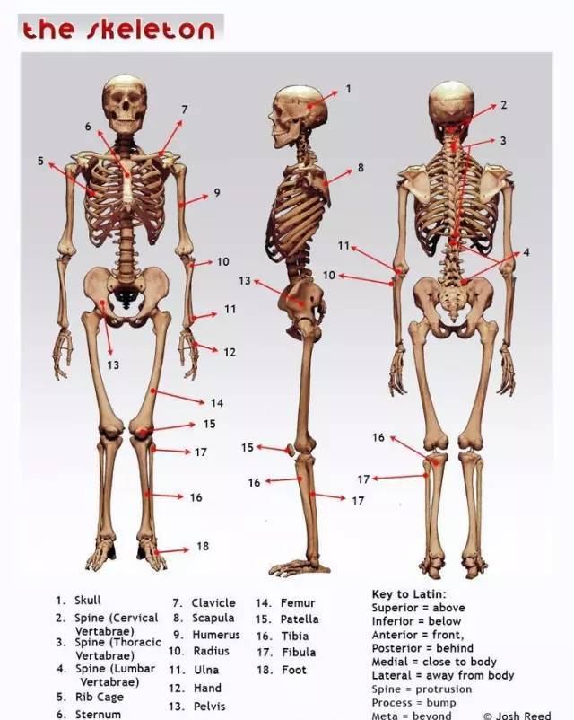 人体运动状态下的3d肌肉骨骼精美解剖
